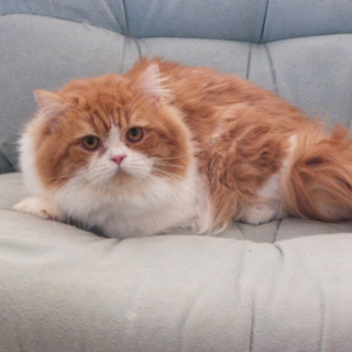 １歳ロングヘアの男の子