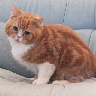 生後８ヶ月ショートヘアの男の子(募集一時停止）