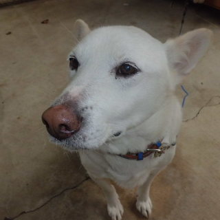 とても賢い犬です