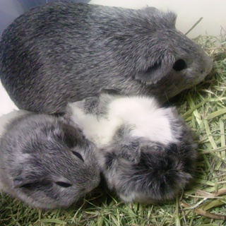 モルモット４匹里親様募集