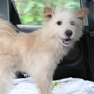 人懐っこくて甘えんぼ　１歳のテリア系Mix犬