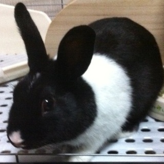 家族で愛してくれる方募集です