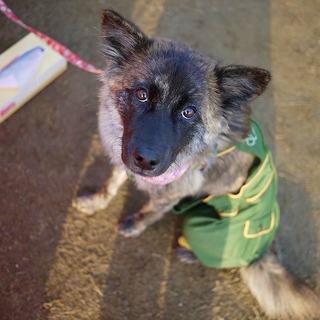 生後１０ヶ月の可愛い中型ワンコです