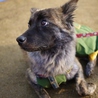 生後１０ヶ月の可愛い中型ワンコです サムネイル2