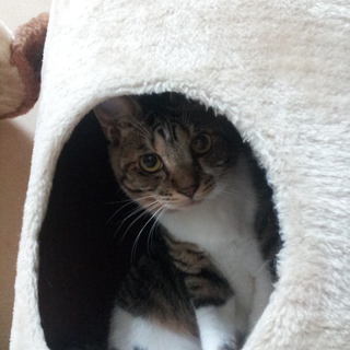 里親さん募集！キジトラの男の子7ヶ月くらい