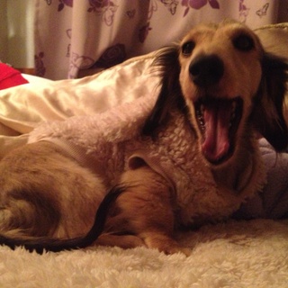 家族として可愛がってくれる里親さんさがしています！