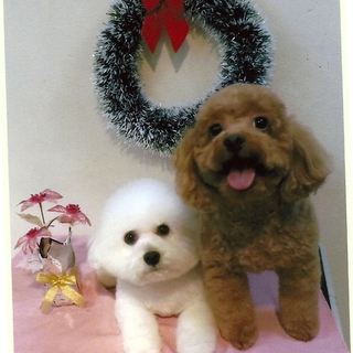 ﾄｲﾌﾟｰﾄﾞﾙの里親。問合せ分を検討中です。