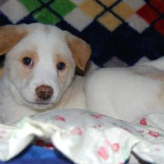 抱っこ大好きユキ　大阪・京都・東海地域でも募集しています