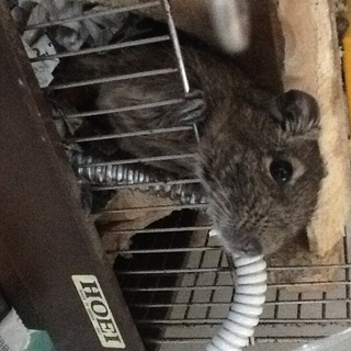 メスデグーの里親を募集します。