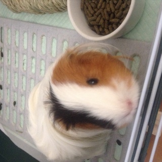 募集終了します。ありがとうございました。