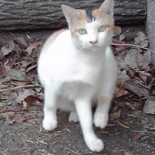 里親決定いたしました、有難うございました！