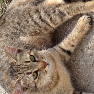 里親になってください！