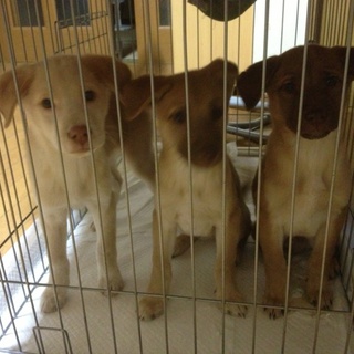 生後4ヶ月　白１匹・茶系２匹　新しい家族募集中