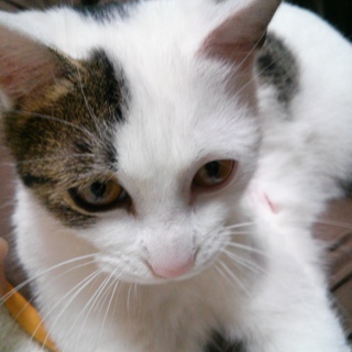 美人で賢い子猫