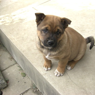 川の中州で生まれたチャロ