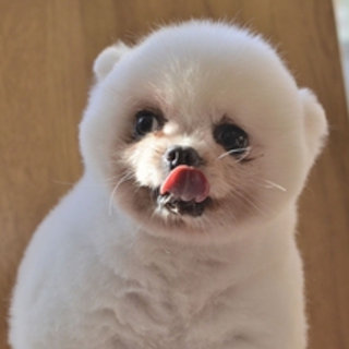 白いポメラニアン ゆきみちゃん