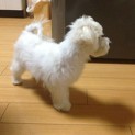 マルチーズ子犬