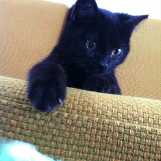 里親さん見つかりました！有難うございました。