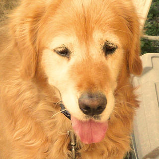 里親さんを探しています。ゴールデンです。