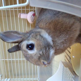 ネザーランド♂　大切に育ててくれる方☆