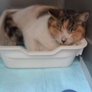 事故で怪我した三毛猫ちゃん