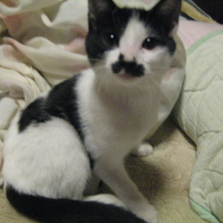 とても人懐っこくて甘えんぼう！