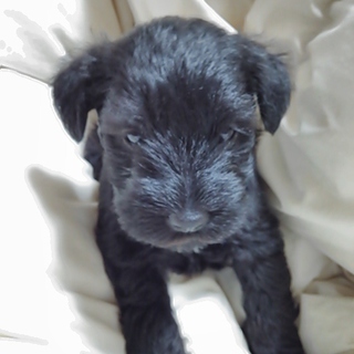 食いしん坊で元気いっぱい黒シュナ、女の子(^o^)