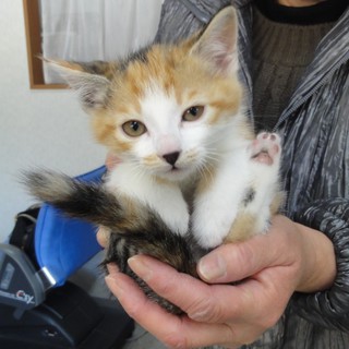 可愛い仔猫です。