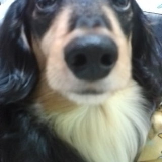 ☆ミニチュアダックスのブラッククリーム☆