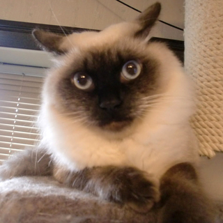ラグドール　抱かれるのがとても好きです