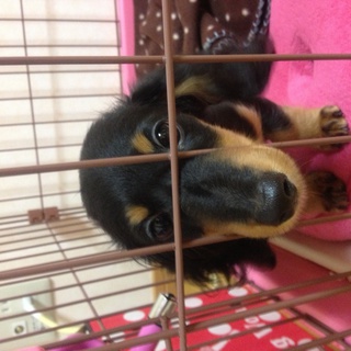 ミニチュアダックス里親さん募集