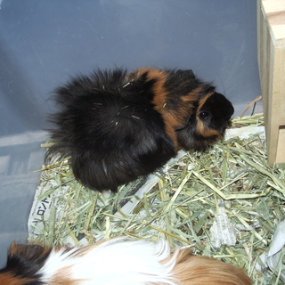 可愛がってくださる方に