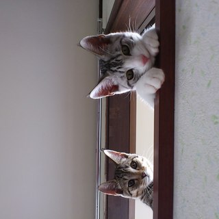 8～9ヶ月♂の兄弟です