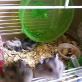 急募！ジャンガリアンハムスター☆