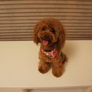 お問い合わせありがとうございました。