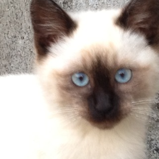 里親決定いたしました。ありがとうございました