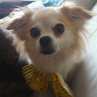 １０歳チワワ♂　とても飼い易い子