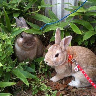 ミニウサギの兄弟 里親様決定！皆様のお問い合わせ有難う御座いました。