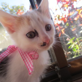 三毛の可愛い女の子