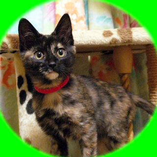 利口でフレンドリー★nanaです。