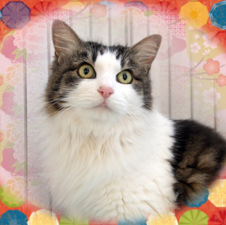 和風ノルウェージャン