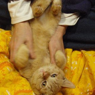 甘えん坊のちゃっぴー