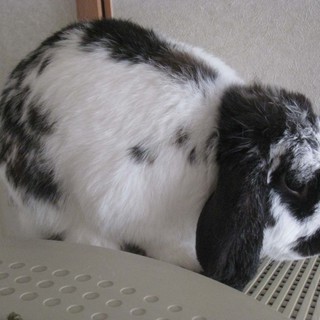 ウサギ（ホーランドロップイヤー）の里親募集。