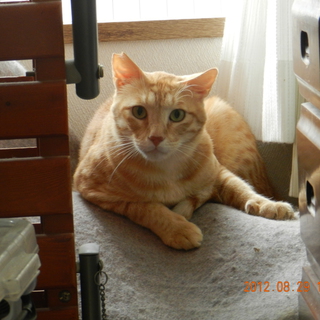 まったり茶トラ君