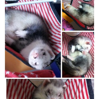 フェレットの里親を探しています