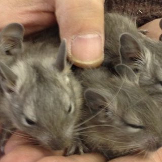 デグー里親募集（4匹）