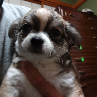 【募集終了】チワワ♂ 0歳1.5ヶ月です(゜o゜)