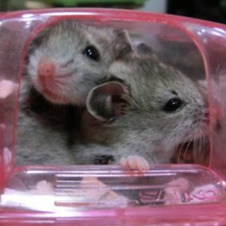 里親さん無事みつかりました！有難うございました。