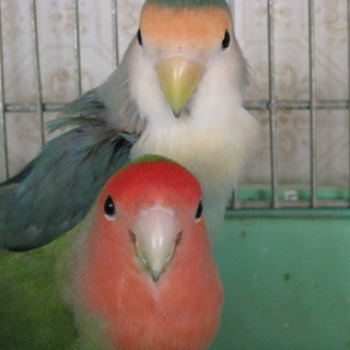 小桜インコの里親を募集しています。
