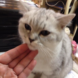 我輩は猫ちゃんである！